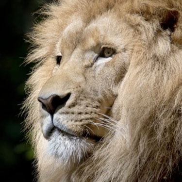 A male lion