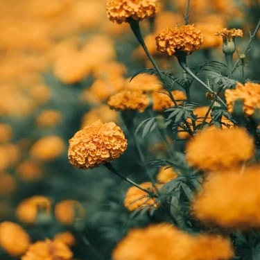 A closeup of flowers blooming.