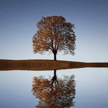 A tree reflecting in a pond