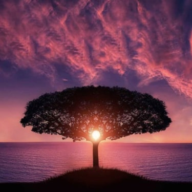 A silhouetted tree in the sunrise